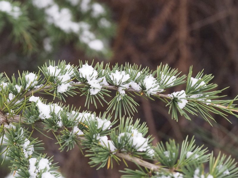 Atelier CPN Conifères - Activité en forêt