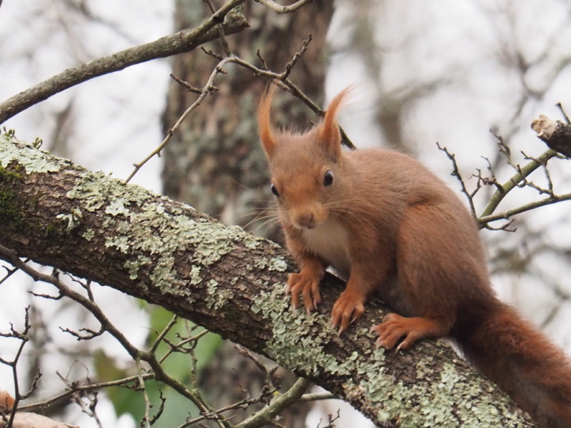 Atelier CPN Conifères - Observation de la nature