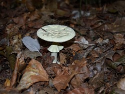 Illustration de la galerie