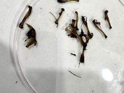 Illustration de la galerie