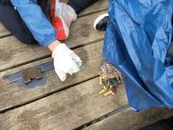 Illustration de la galerie