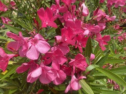 Illustration de la galerie