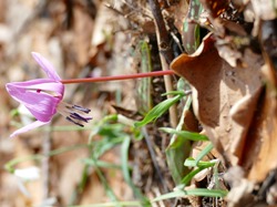 Illustration de la galerie