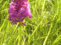 Illustration de la galerie