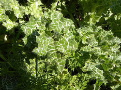 Illustration de la galerie