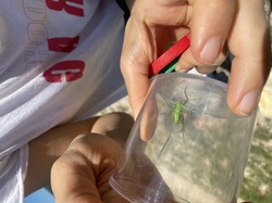 Illustration de la galerie