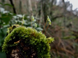 Illustration de la galerie