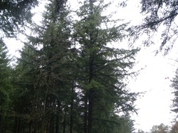 Illustration de la galerie