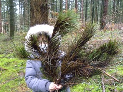 Illustration de la galerie