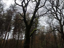 Illustration de la galerie