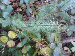 Illustration de la galerie