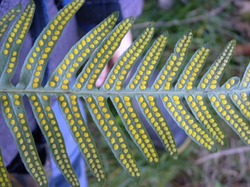 Illustration de la galerie