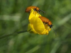 Illustration de la galerie