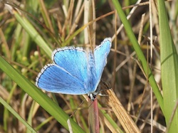 Illustration de la galerie